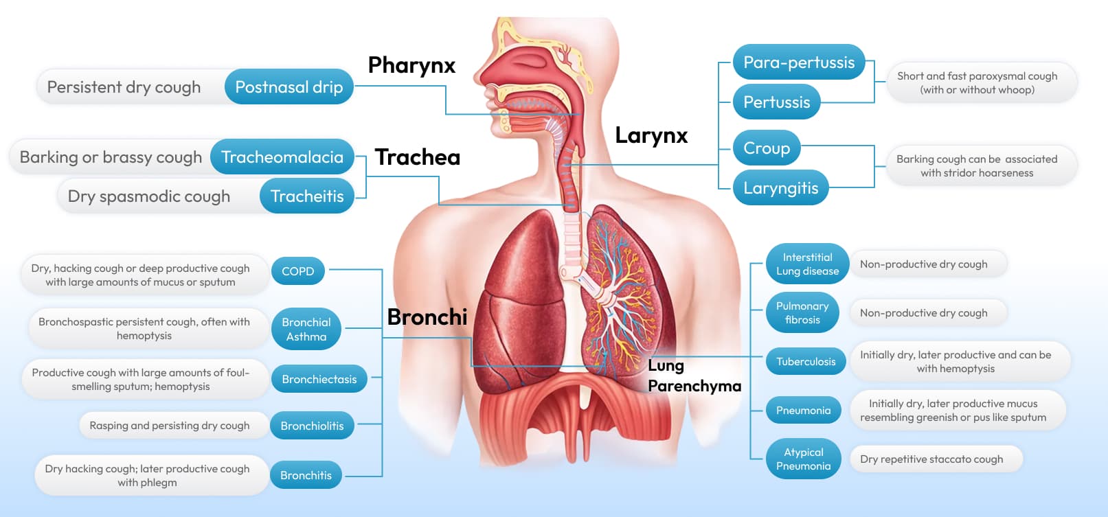 Human respiratory system